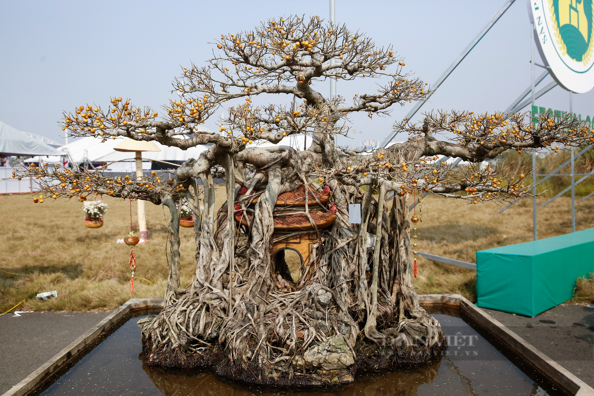 Hàng nghìn tác phẩm sinh vật cảnh - bonsai xuất hiện tại Hà Nội - Ảnh 4.