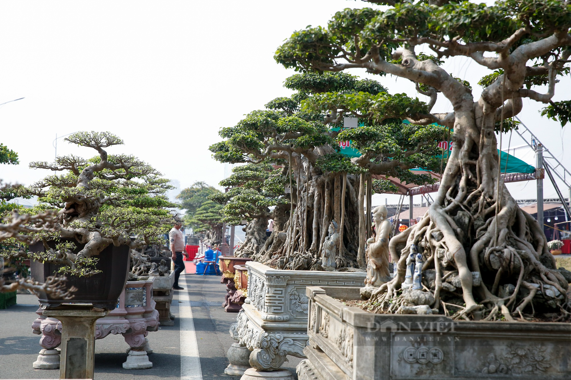 Hàng nghìn tác phẩm sinh vật cảnh - bonsai xuất hiện tại Hà Nội - Ảnh 6.