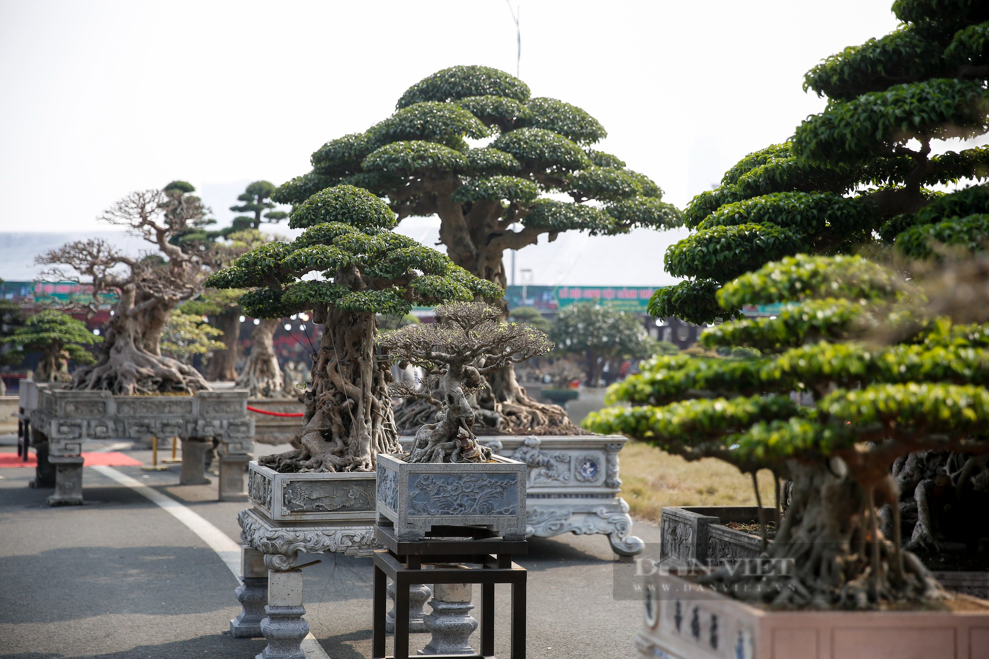 Hàng nghìn tác phẩm sinh vật cảnh - bonsai xuất hiện tại Hà Nội - Ảnh 10.