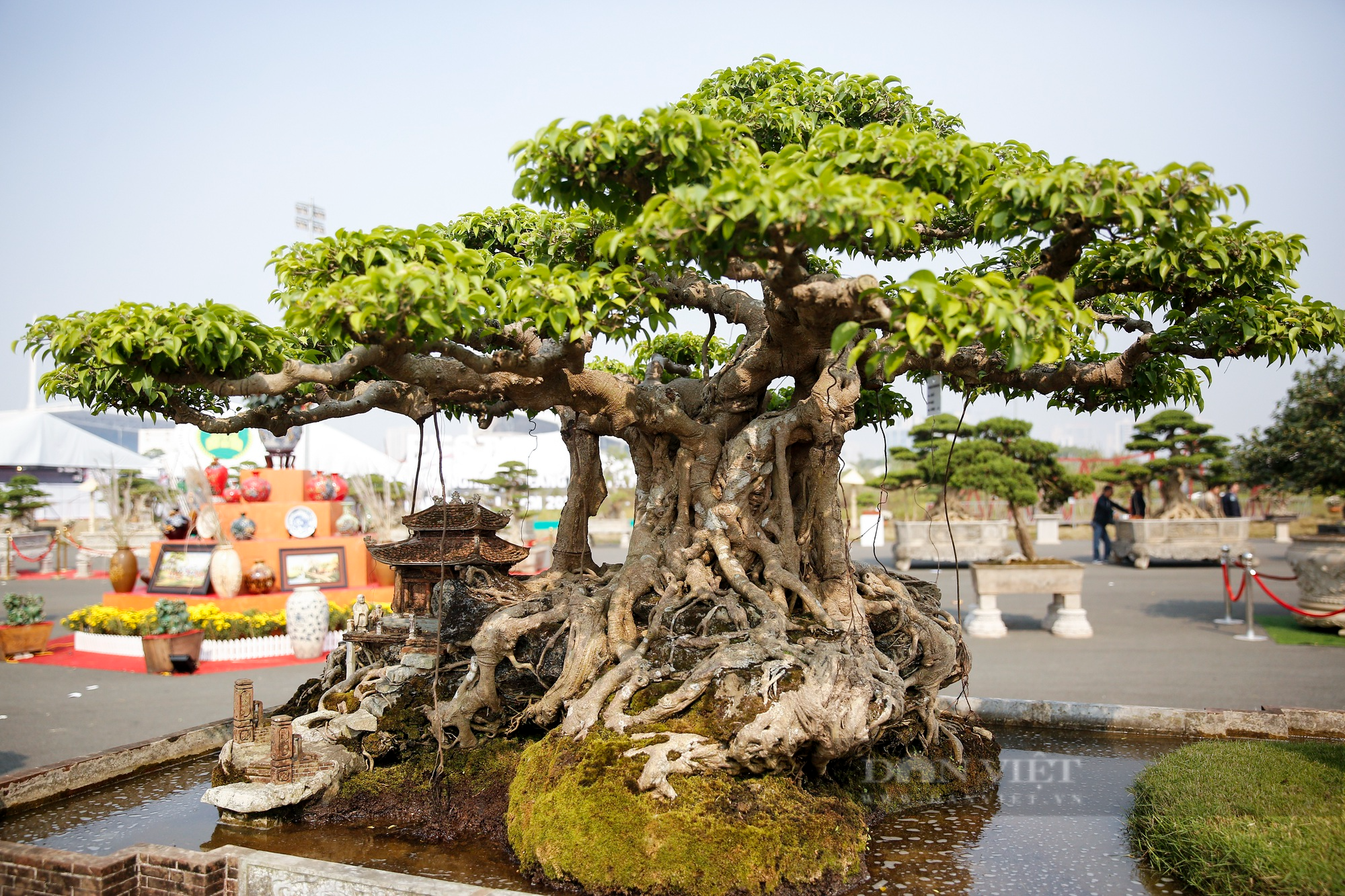 Hàng nghìn tác phẩm sinh vật cảnh - bonsai xuất hiện tại Hà Nội - Ảnh 11.