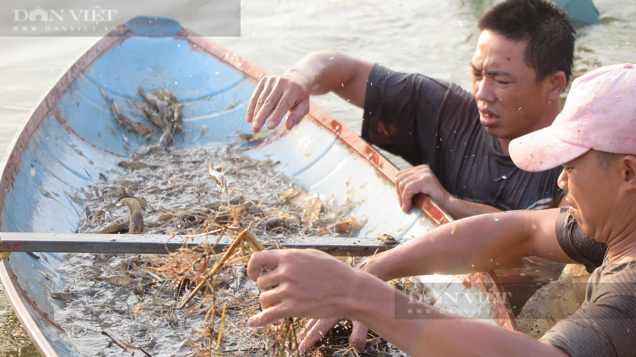 Nhà nông Phú Thọ bỏ túi tỉ đồng từ nuôi tôm càng xanh - Ảnh 2.