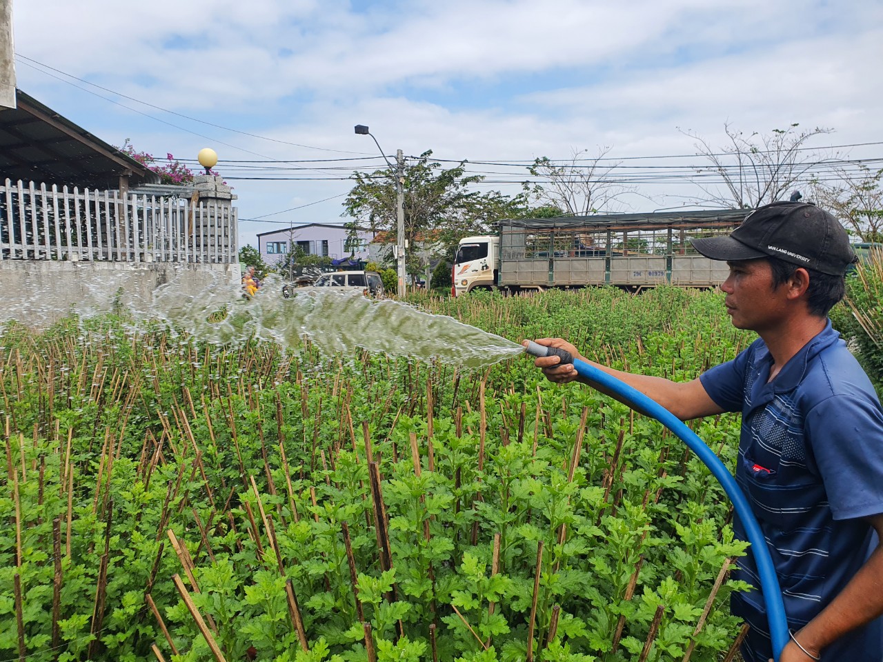 Thủ phủ hoa cúc ở Ninh Giang gặp khó vì giá vật tư nông nghiệp tăng cao - Ảnh 4.