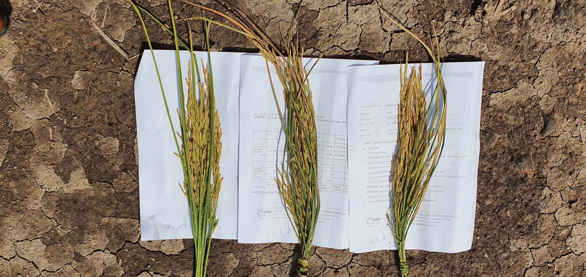 Phân bón NPK hữu cơ thế hệ mới mang lại hiệu quả cao trên cây lúa - Ảnh 3.
