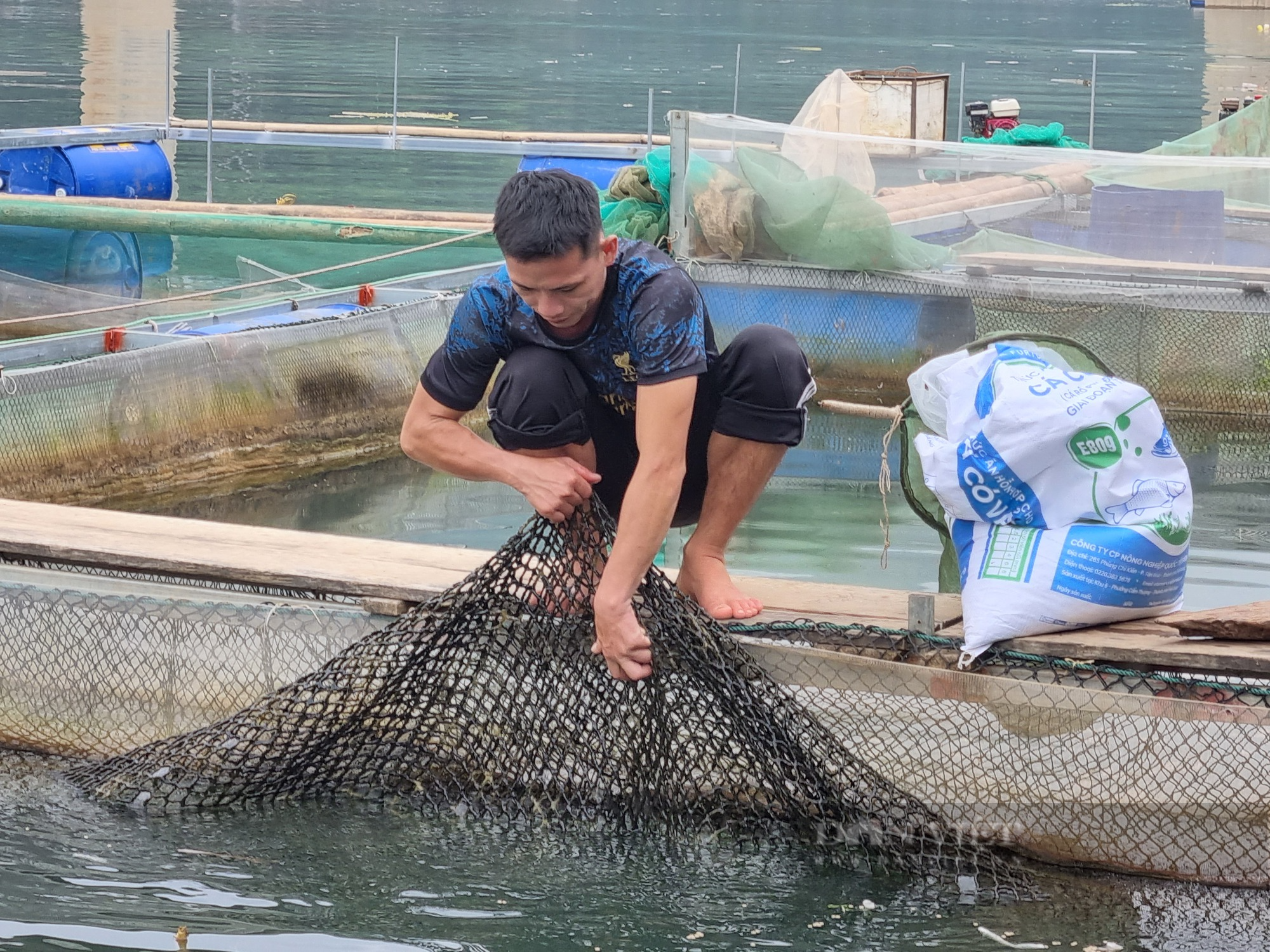 Thanh Hóa: Nuôi cá lăng đuôi đỏ đặc sản bán hơn 200.000 đồng/kg - Ảnh 4.