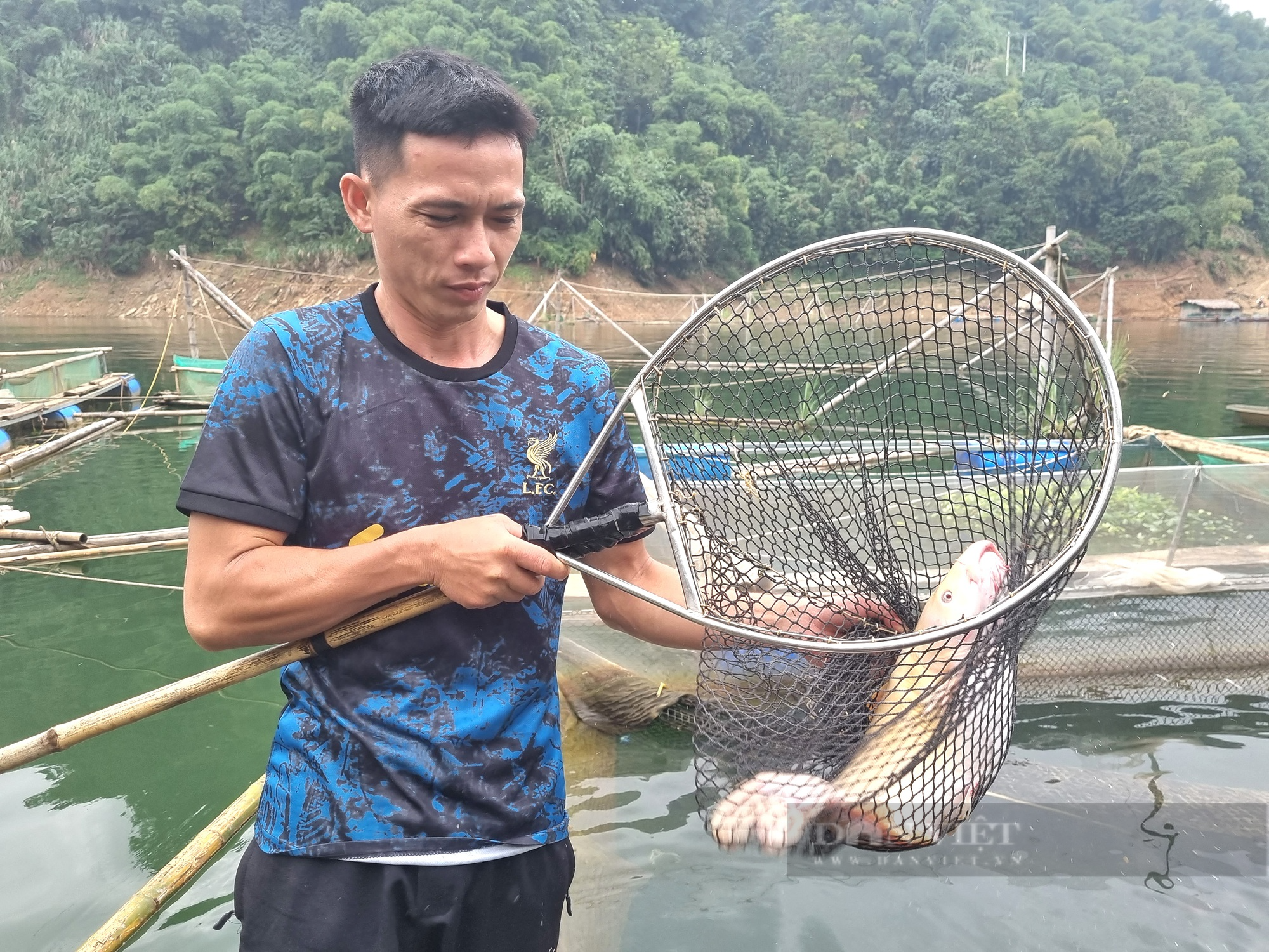 Thanh Hóa: Nuôi cá lăng đuôi đỏ đặc sản bán hơn 200.000 đồng/kg - Ảnh 3.