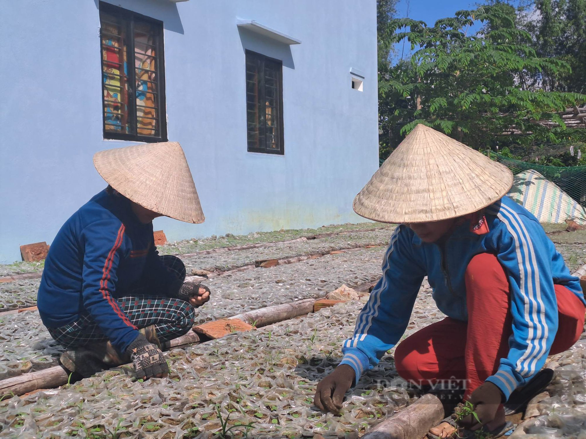 Người đoạt giải nhất cuộc thi nông dân khởi nghiệp tỉnh Bình Định chỉ từ 7 cây sâm, đặc biệt ra sao? - Ảnh 3.