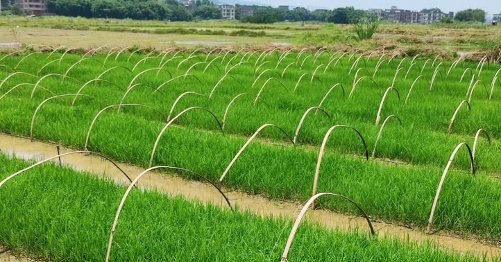 人們吃什麼都種水稻，中國種一次水稻，幾年後收穫