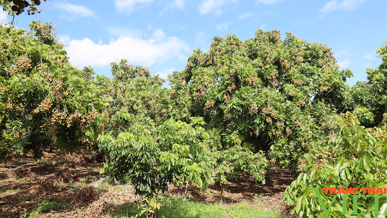 Yên Châu: Hướng đến phát triển cây ăn quả sạch, bền vững - Ảnh 2.