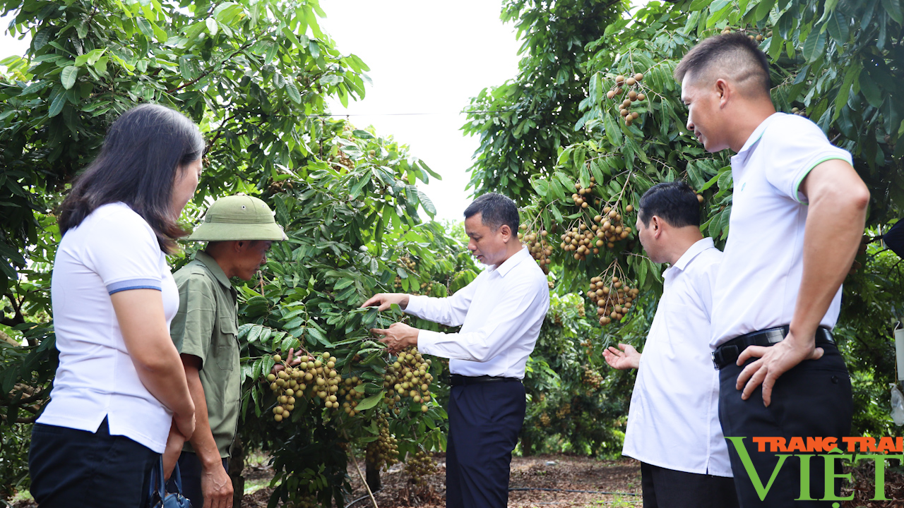 Yên Châu: Hướng đến phát triển cây ăn quả sạch, bền vững - Ảnh 3.