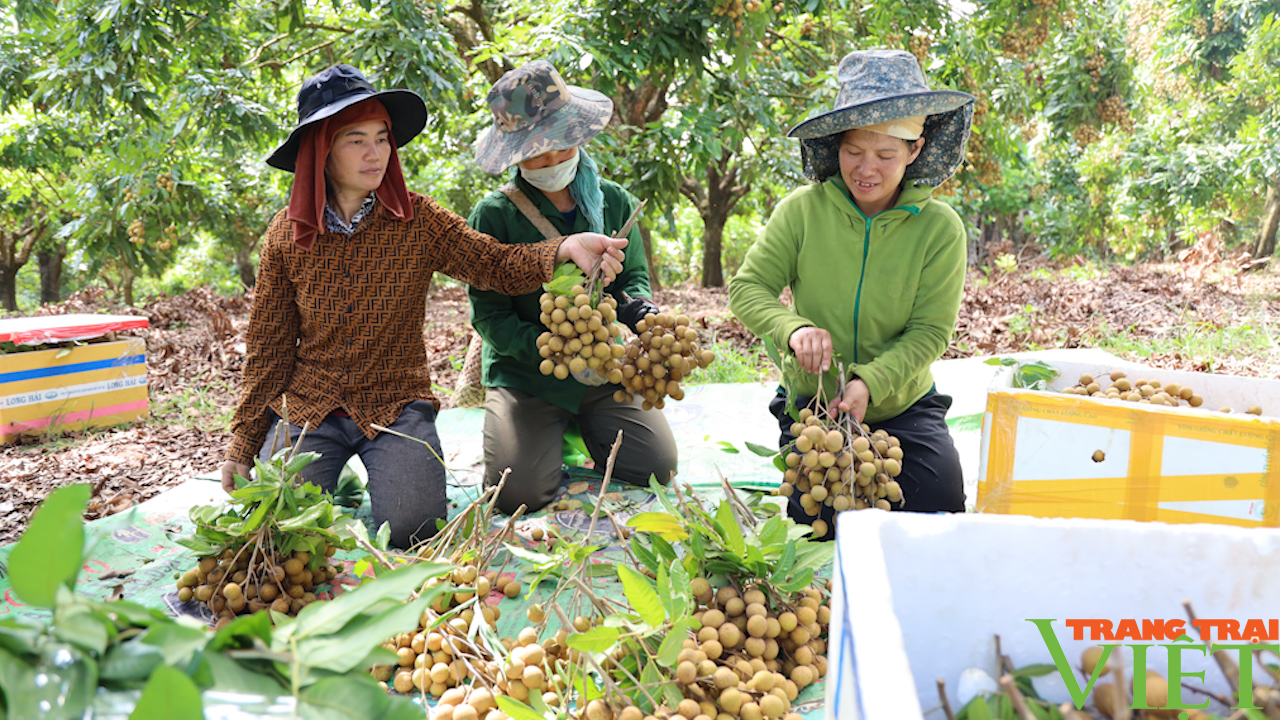 Yên Châu: Hướng đến phát triển cây ăn quả sạch, bền vững - Ảnh 5.