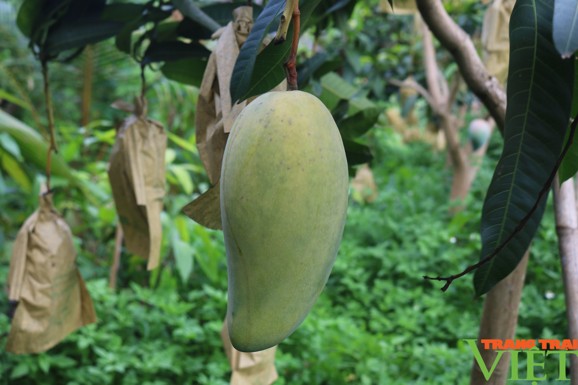 Yên Châu: Hướng đến phát triển cây ăn quả sạch, bền vững - Ảnh 7.