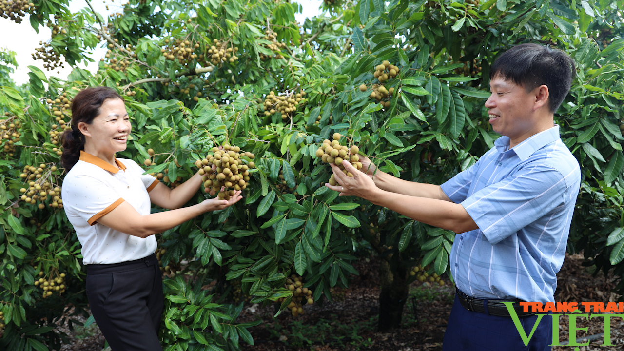 Yên Châu: Hướng đến phát triển cây ăn quả sạch, bền vững - Ảnh 9.