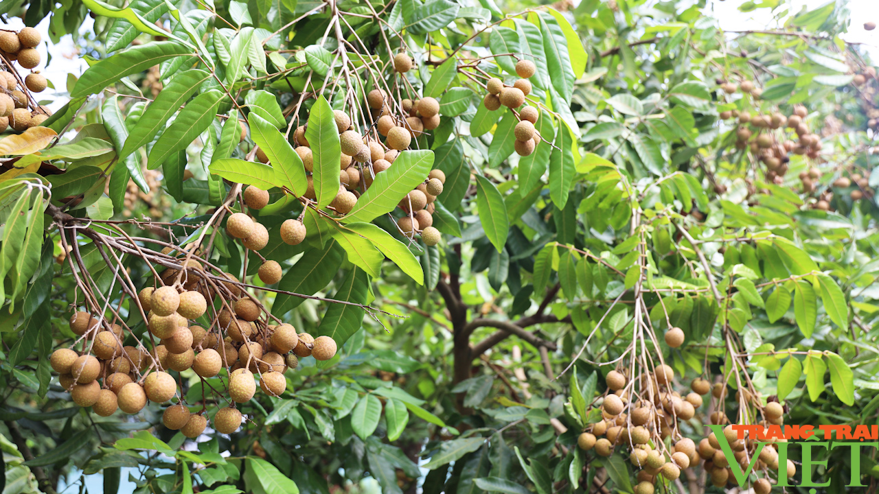 Yên Châu: Hướng đến phát triển cây ăn quả sạch, bền vững - Ảnh 10.