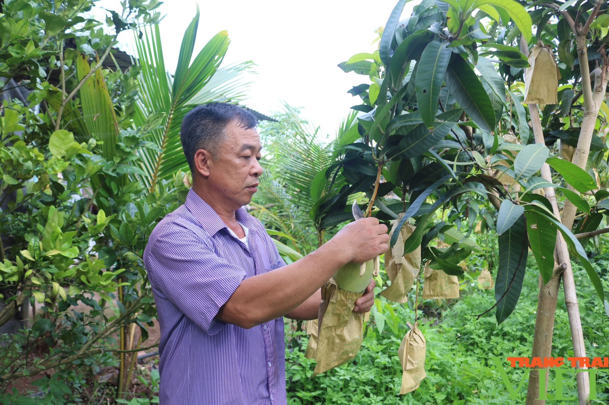 Giám đốc HTX ở Sơn La làm giàu từ trồng cây ăn quả - Ảnh 1.