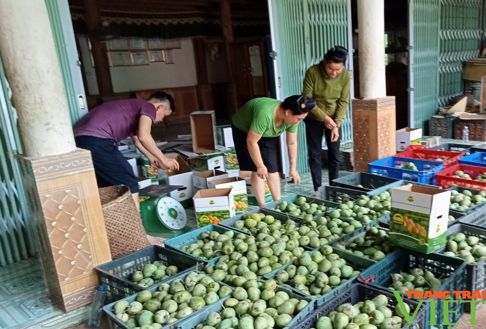 Giám đốc HTX ở Sơn La làm giàu từ trồng cây ăn quả - Ảnh 4.