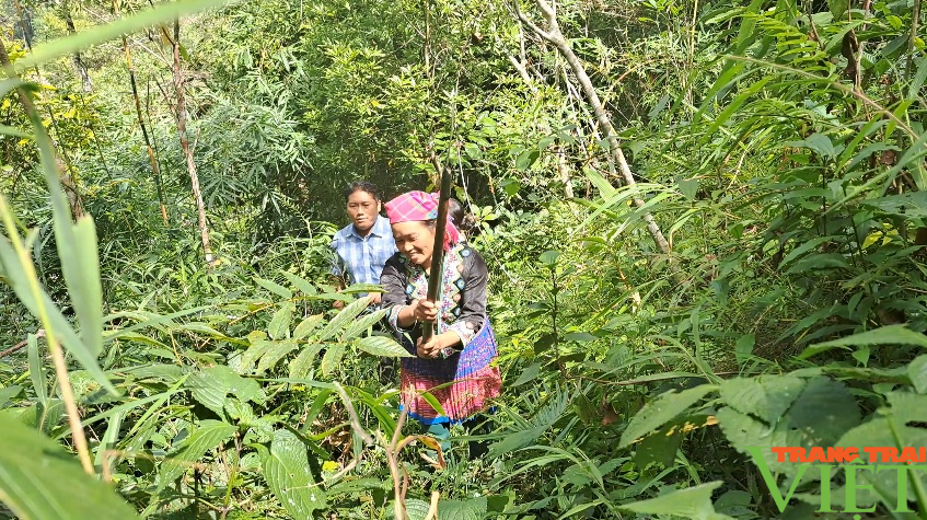 Chi trả dịch vụ môi trường rừng ở Lai Châu: Thêm động lực để người dân giữ gìn và phát triển rừng - Ảnh 1.