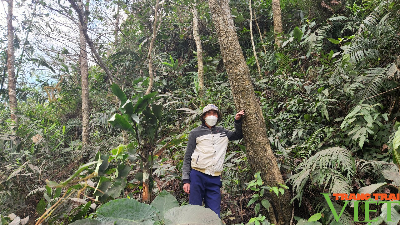 Chi trả dịch vụ môi trường rừng ở Lai Châu: Thêm động lực để người dân giữ gìn và phát triển rừng - Ảnh 3.