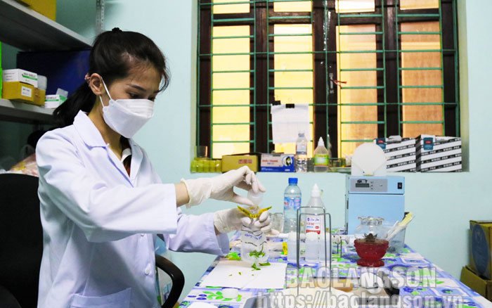 Một bác sỹ ở Lạng Sơn nói về chuyện ăn cây rừng chứa độc tố, cách sơ cứu khi ăn phải rau rừng có độc