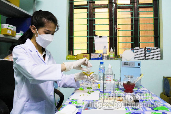 Một bác sỹ ở Lạng Sơn nói về chuyện ăn cây rừng chứa độc tố, cách sơ cứu khi ăn phải rau rừng có độc - Ảnh 1.