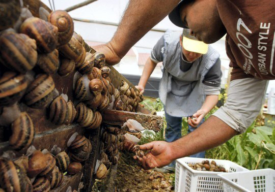 Đặc sản Pháp siêu đắt đỏ chỉ dành cho người sành ăn nhưng ở Việt Nam mới chỉ nghe tên đã thấy &quot;hoảng&quot; - Ảnh 3.