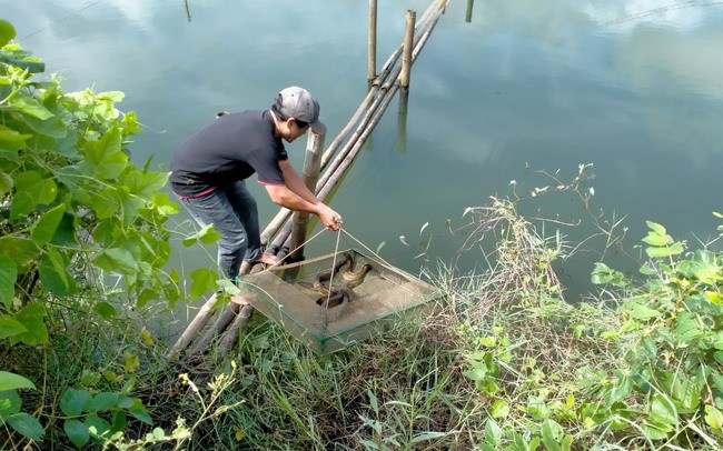Ở Bình Định nông dân nuôi loài cá gì mà thân dài bán đắt, con nào nặng 1kg trở lên bán càng có giá?