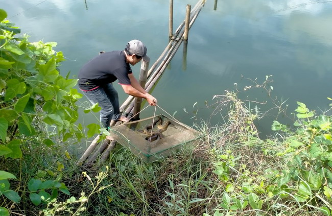 Ở Bình Định nông dân nuôi loài cá gì mà thân dài bán đắt, con nào nặng 1kg trở lên bán càng có giá? - Ảnh 1.