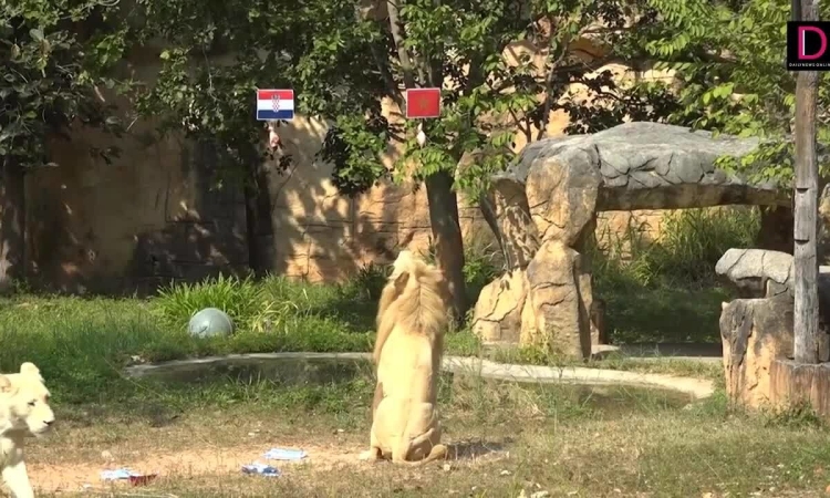 Sư tử &quot;tiên tri&quot; Chao Boy dự đoán kết quả Argentina vs Pháp - Ảnh 2.