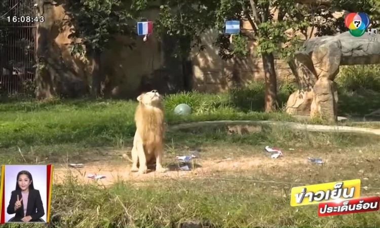 Sư tử &quot;tiên tri&quot; Chao Boy dự đoán kết quả Argentina vs Pháp - Ảnh 1.