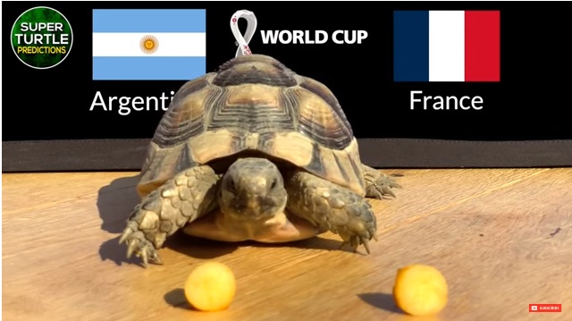 Thần Rùa dự đoán kết quả Argentina vs Pháp, 22h ngày 18/12, chung kết World Cup 2022 - Ảnh 2.