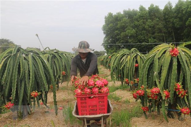 Tiền Giang: Thanh long được giá, nông dân phấn khởi