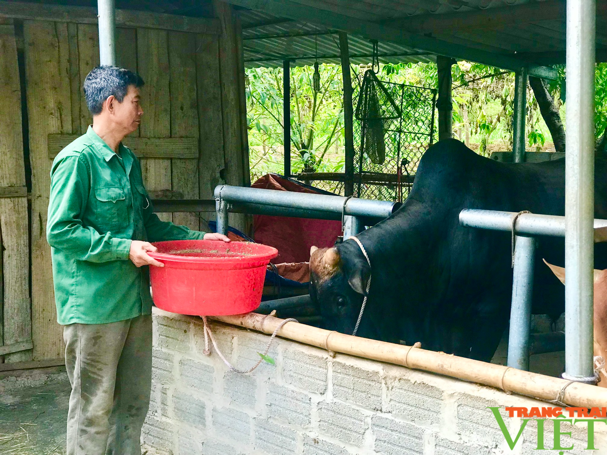 Yên Châu: Phát triển chăn nuôi gia súc tập trung