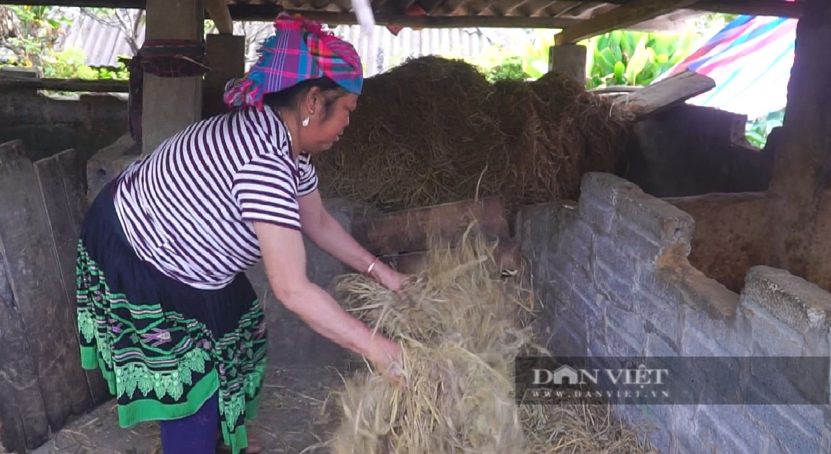 Nông dân Lai Châu chủ động dự trữ thức ăn cho trâu, bò  - Ảnh 3.