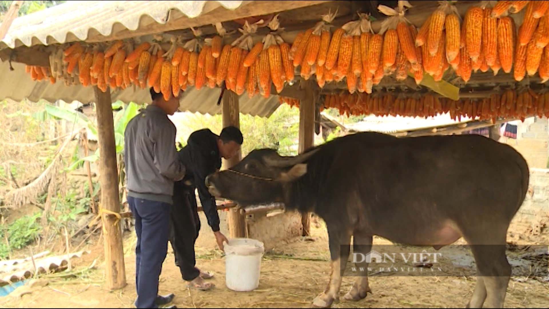 Nông dân Lai Châu chủ động dự trữ thức ăn cho trâu, bò  - Ảnh 4.
