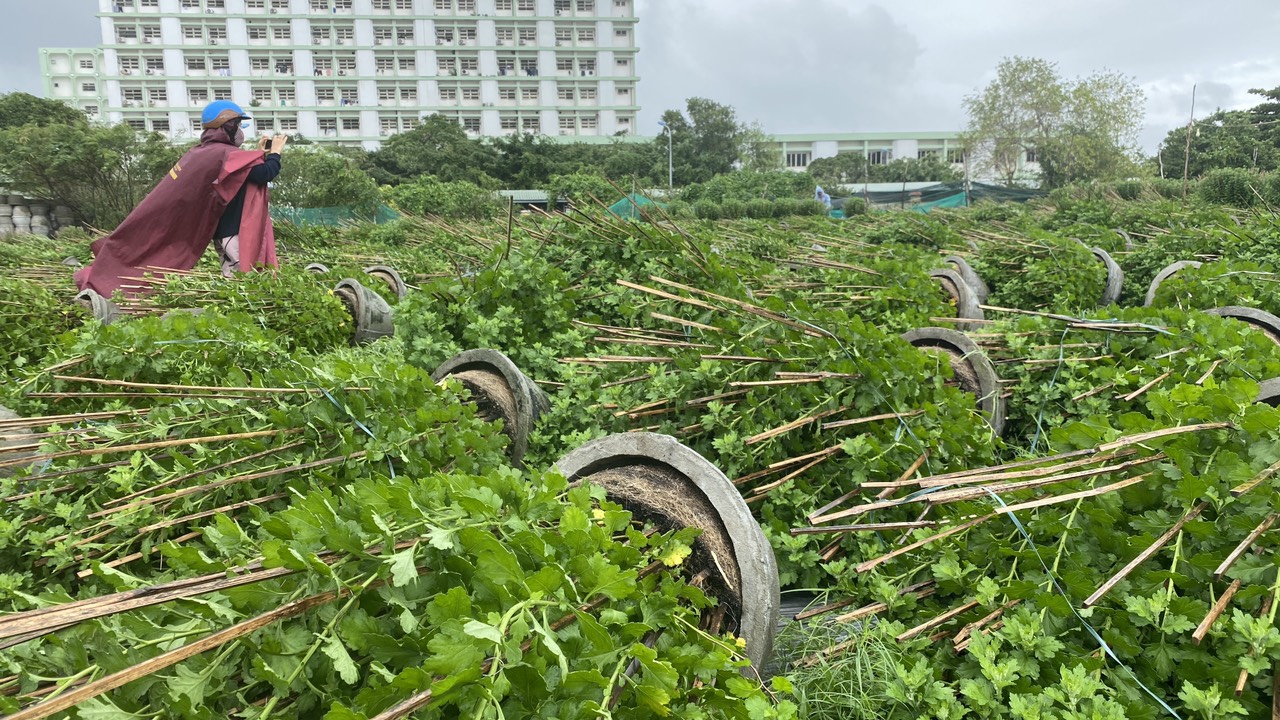 Nông dân khóc ròng vì hoa Tết đổ ngã la liệt trước gió cạnh các tòa nhà cao tầng - Ảnh 1.