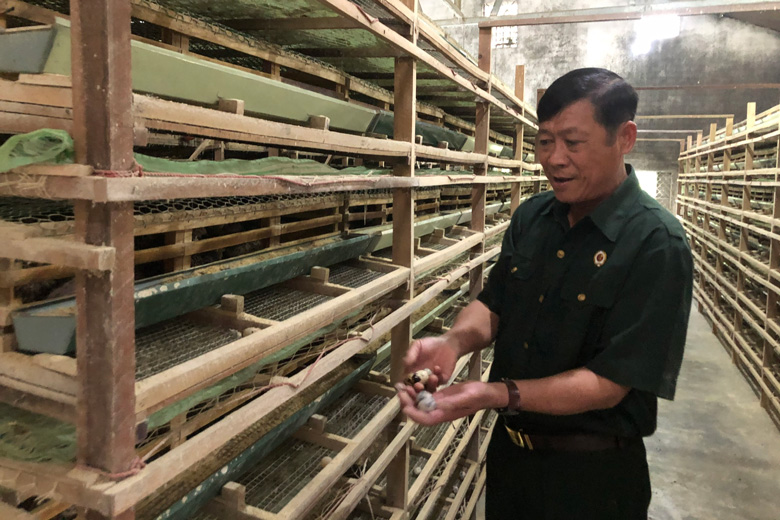 Một nông dân Lâm Đồng lãi tiền tỷ, lãi tiền to khi nuôi thứ chim bé như nắm tay, đẻ trứng thì thôi rồi - Ảnh 1.