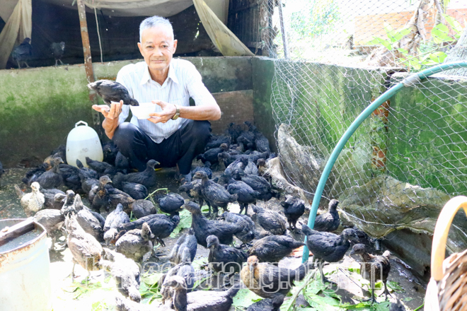 Đào rãnh trong vườn nuôi ốc bươu đen, trên nuôi loài gà cũng đen, nông dân Sóc Trăng có thu nhập &quot;đỏ&quot; - Ảnh 2.