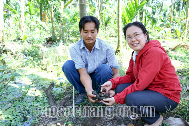 Đào rãnh trong vườn nuôi ốc bươu đen, trên nuôi loài gà cũng đen, nông dân Sóc Trăng có thu nhập &quot;đỏ&quot; - Ảnh 5.