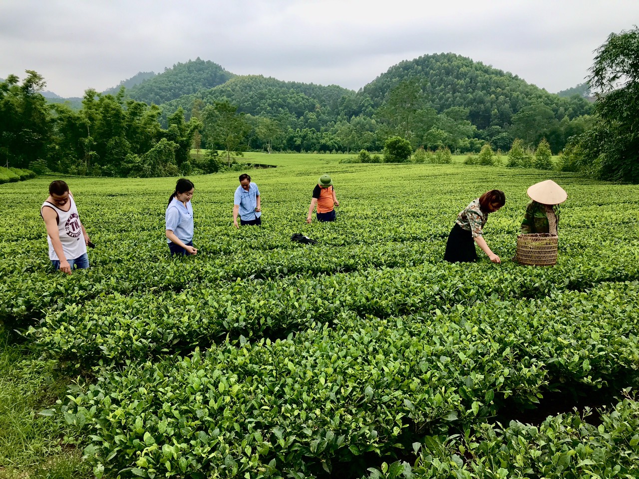 Bắc Giang: Chè Bản Ven đạt tiêu chuẩn OCOP 3 sao - Ảnh 3.