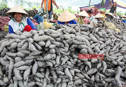 Loại củ giá rẻ, nướng, luộc bán khắp phố phường bất ngờ tăng giá mạnh ở ĐBSCL, nông dân nói câu bất ngờ - Ảnh 1.