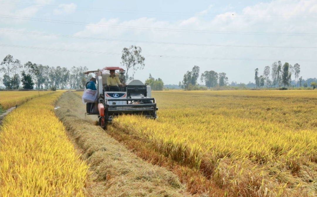 Chuyên gia đóng góp đề án sản xuất bền vững 1 triệu ha lúa chuyên canh chất lượng cao vùng ĐBSCL - Ảnh 2.