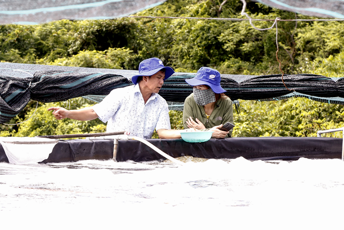 เกษตรกรมหาเศรษฐี Khanh Hoa เผยเทคโนโลยีเลี้ยงกุ้ง 3 ขั้นตอนพร้อมบ่อขั้นบันได - รูปภาพ 5
