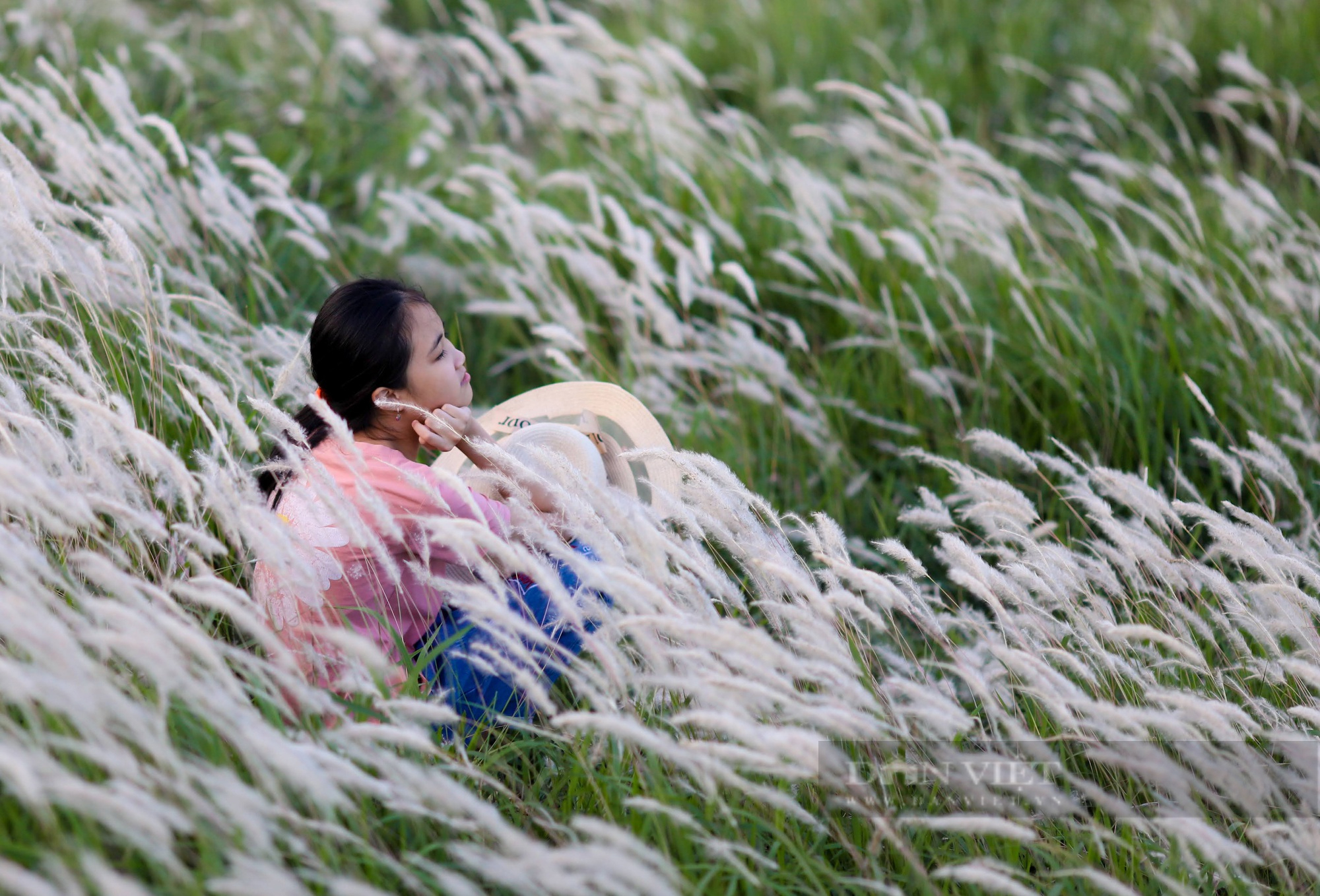 Hà Nội: Chen chân chụp ảnh với cỏ tranh trên triền đê - Ảnh 3.
