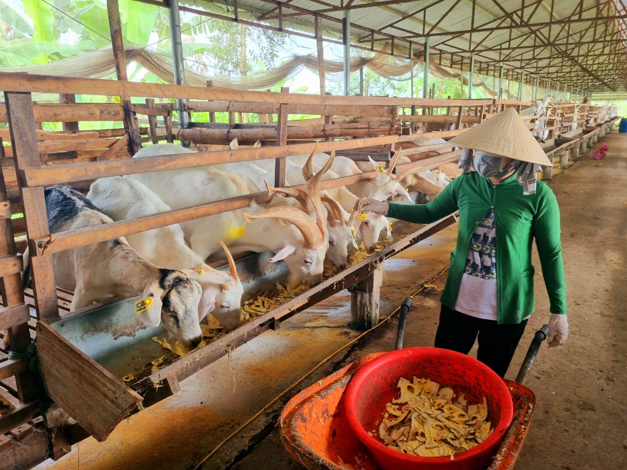 Nữ nông dân Hậu Giang nuôi dê lấy sữa làm nên 3 sản phẩm OCOP