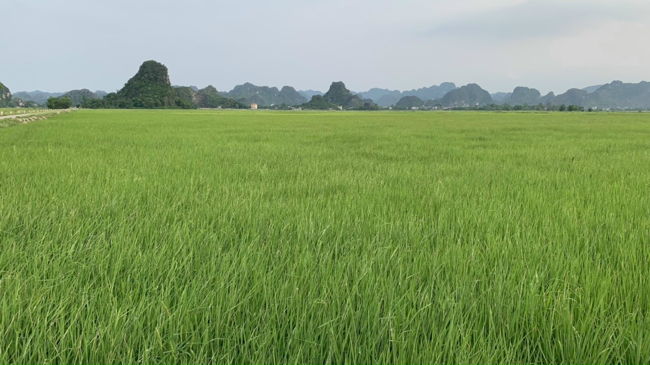Xã nông thôn mới kiểu mẫu tại Ninh Bình thu nhập hơn 70 triệu đồng/người/năm - Ảnh 5.