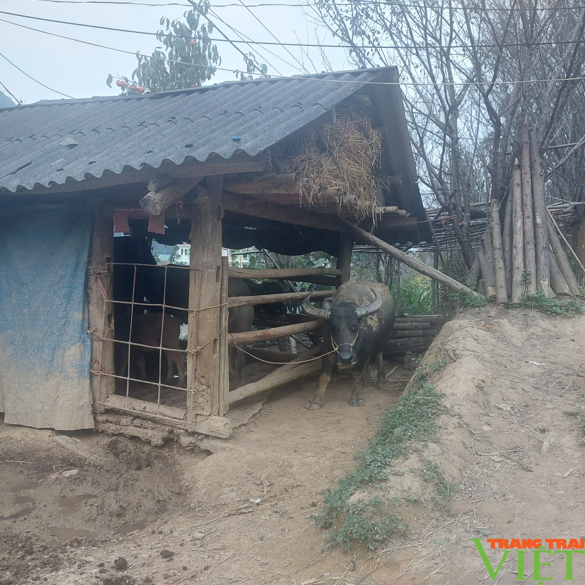 Triệu phú trên vùng đất khó - Ảnh 4. Triệu phú trên vùng đất khó - Ảnh 4.