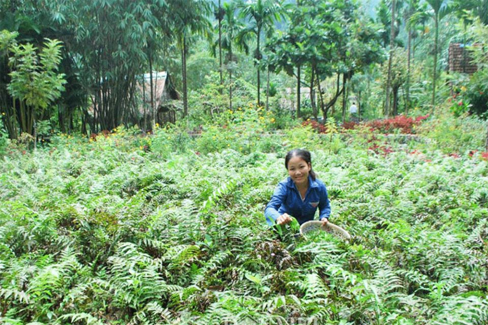 Rau rừng một thời dân Tây Nguyên ăn chống đói, nay ngon hơn cá, thịt, chẳng kém gì bữa ăn nhà giàu - Ảnh 2.