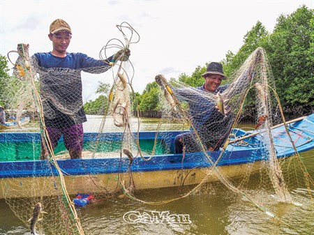 Cà Mau: Đi săn loại cá da trơn tên rất ngắn có thịt thơm, ngậy, béo, nhiều thợ săn có thu nhập khá