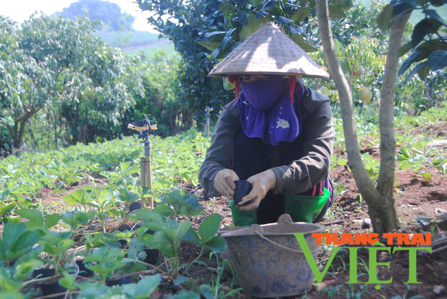 Yên Châu: Phát triển cây ăn quả gắn với tiêu thụ và xuất khẩu   - Ảnh 4.