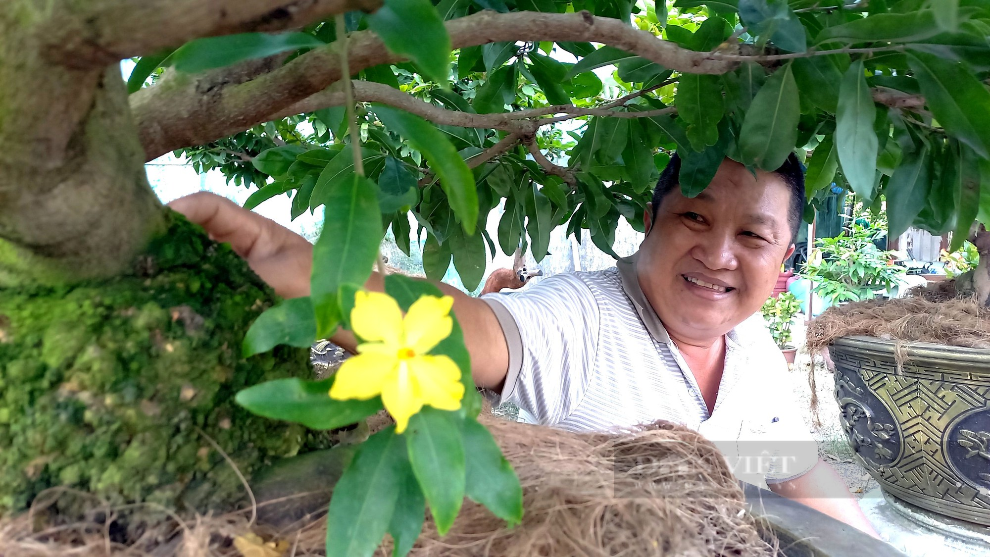 Mai gốc nhớt là mai gì đã giúp ông nông dân Sài Gòn đút túi tiền tỷ chỉ một vụ Tết Nguyên đán? - Ảnh 1.