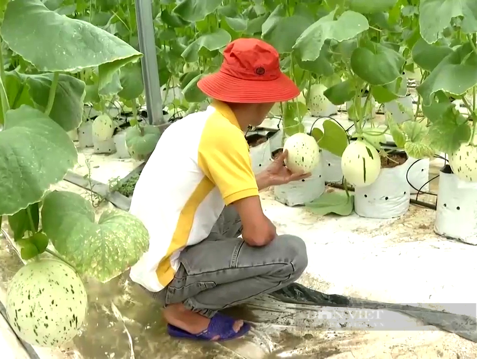 Bà Rịa – Vũng Tàu có 7 vùng nông nghiệp ứng dụng công nghệ cao - Ảnh 4.